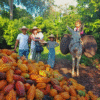 RUTA DEL CACAO