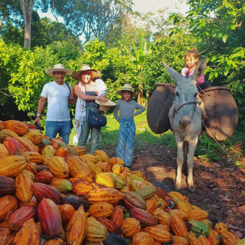 RUTA DEL CACAO
